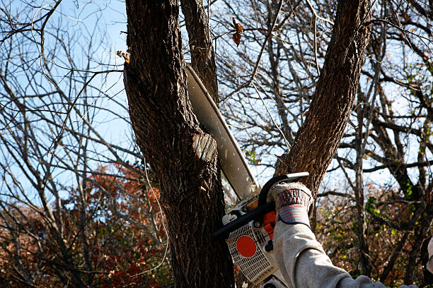 How Our Tree Care Process Works  in  Ladera Ranch, CA